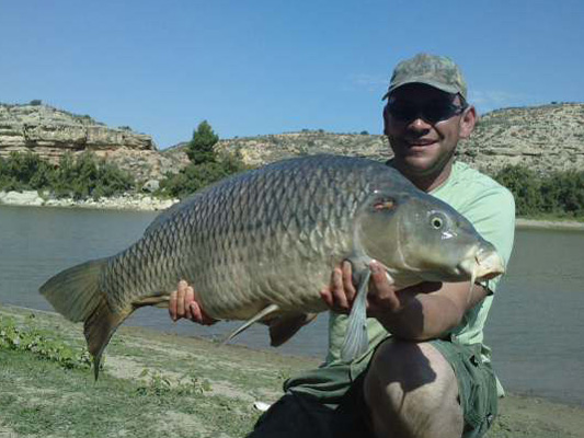 Spanish Common Carp Fishing On The River Ebro